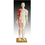 Модель для акупунктуры и анатомии - Человек (84см)